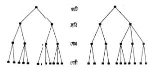 বংশ ধারা