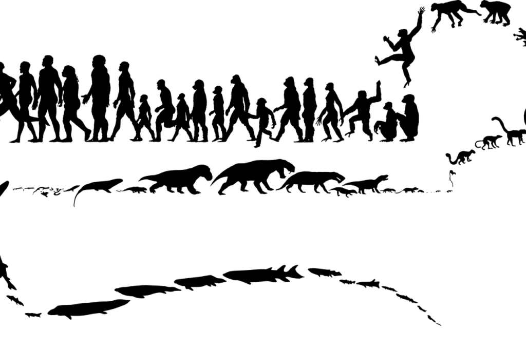 মানুষের বিবর্তন